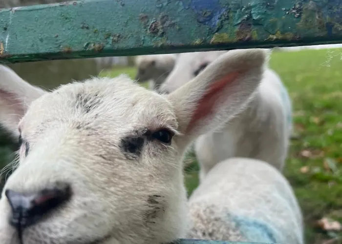 Couples Retreat Cosy Modern ,near Carlisle, The Borders And The Pennines , Near Village Pub & In Peaceful Village Location 公寓 Castle Carrock